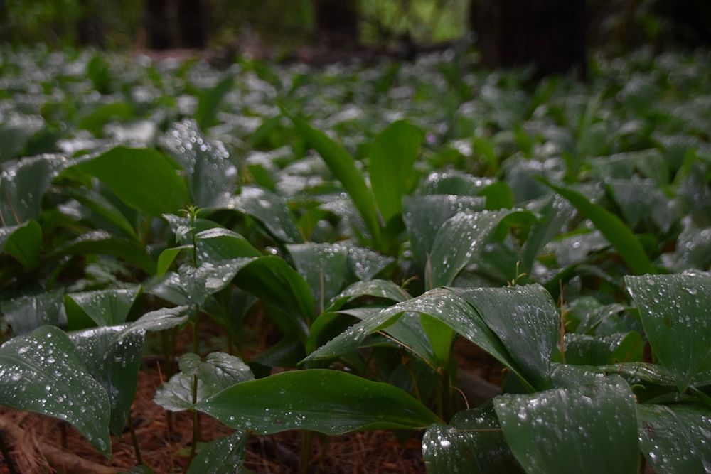 A bed of lily of the valley leaves on the forest floor, they’re covered with rain drops. 