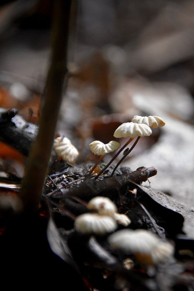 Tiny mushrooms growing out of a stick. 