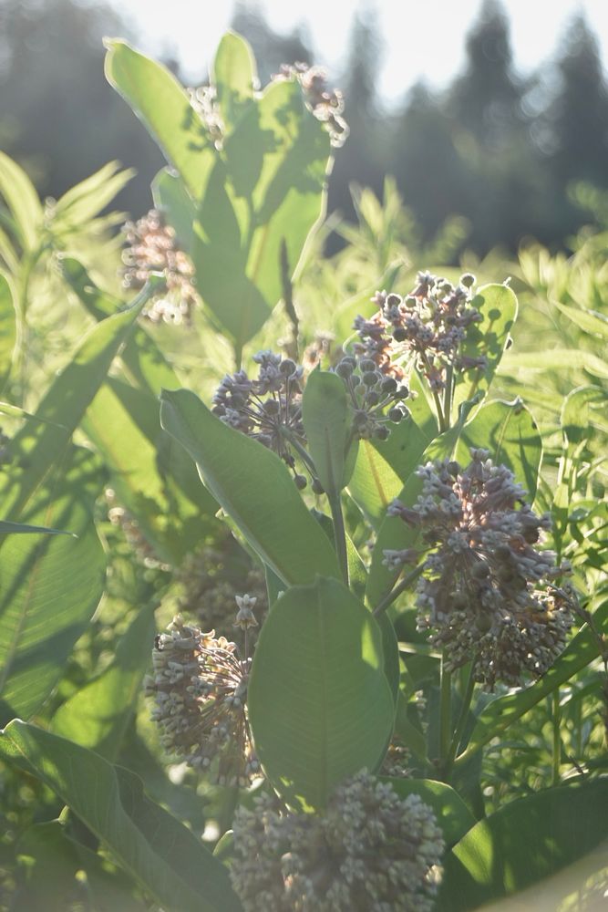 Backlit milkweed flowers with a field behind them.