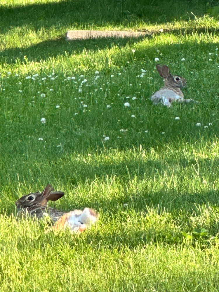Two rabbits laying in the grass.