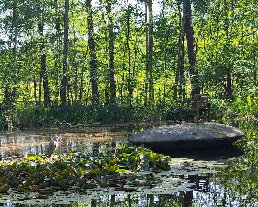 Ein Reiher steht am Eiweiher. Im Hintergrund stehen Bäume.