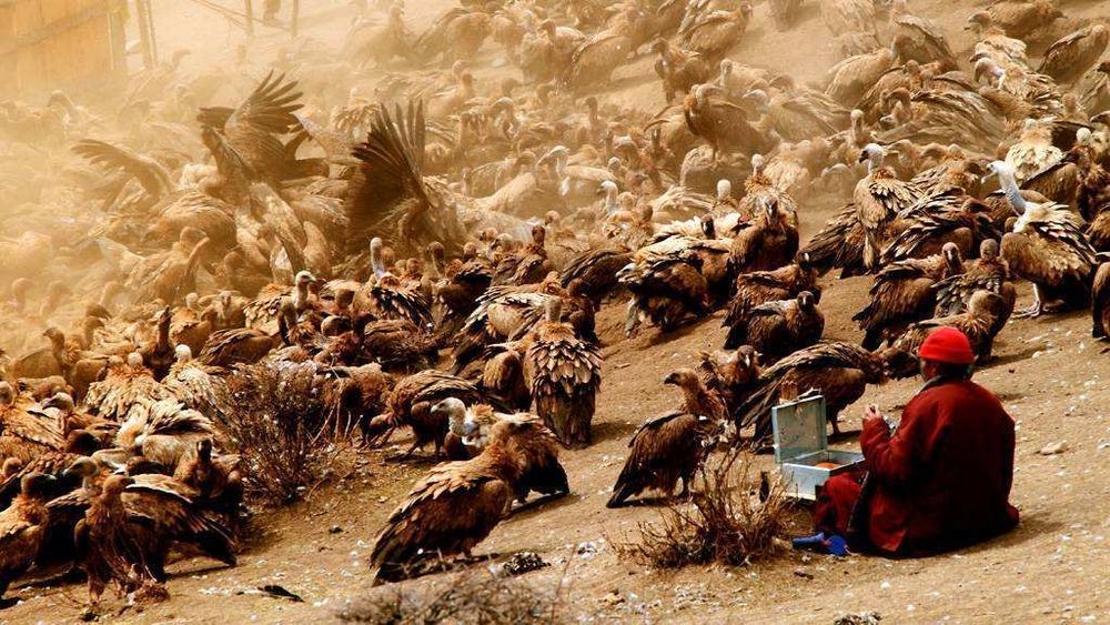 Incredible photo of a Tibetan charnel ground. It is dirty and dust fills the sky. Masses of large vultures stand around as far as can be seen, some stretching their wings in anticipation of the grim feast. A man in red robe and red beanie sits cross legged in front of a rock with an open box of tools and prepares to do what is to be done.