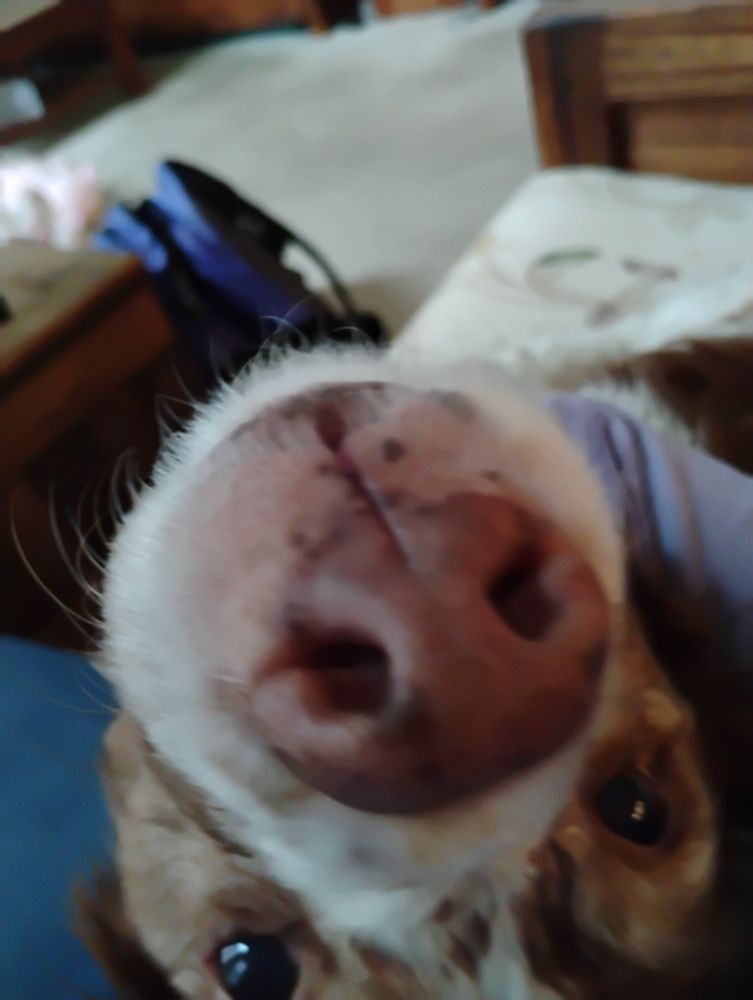 Another photo of the same dog. This time, she has turned her entire head back to look at the camera, giving a close-up of her sweet dark eyes and boopable dull-pink snoot.
