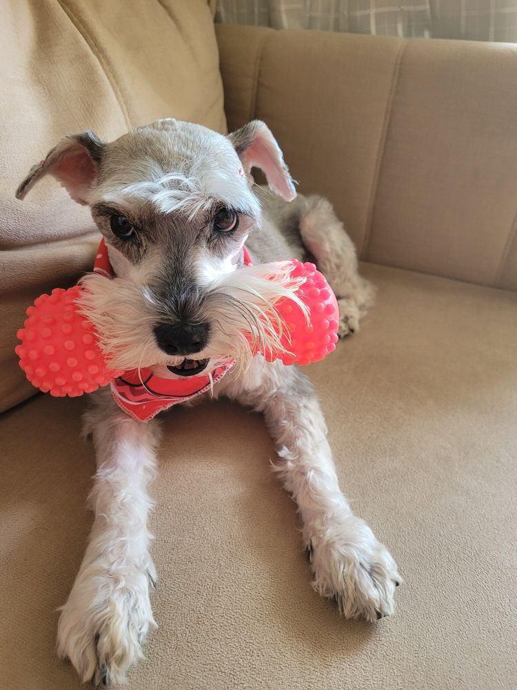 Uma schnauzer sal e pimenta (branco e cinza) deitada num sofá bege com um osso de borracha rosa na boca e olhando meio de lado.