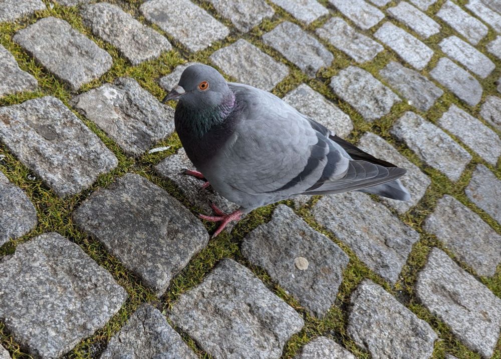 A grey pigeon stands in grey cobblestones in a square in Portugal