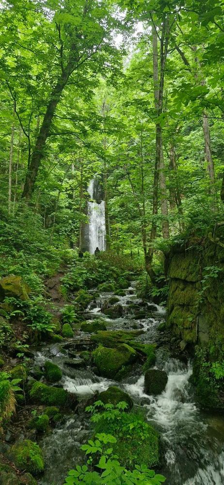 A waterfall in the distance in a sea of green, silhouetted against it is a dark figure. 