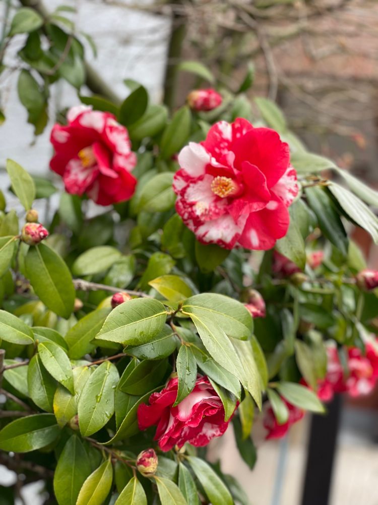 赤に白のフの入った山茶花？椿？