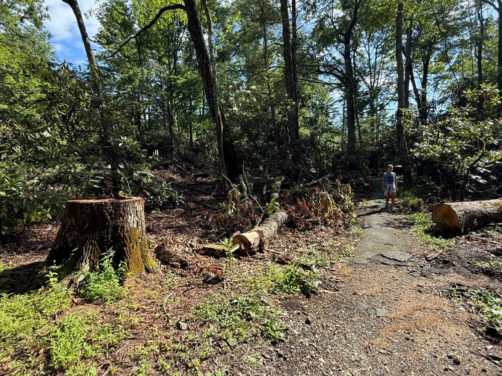Helene damage in the Blue Ridge Parkway in NC