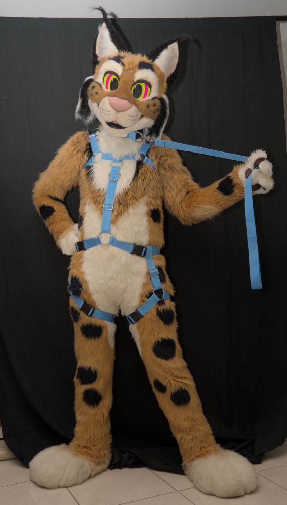 Blue harness, leash and collar