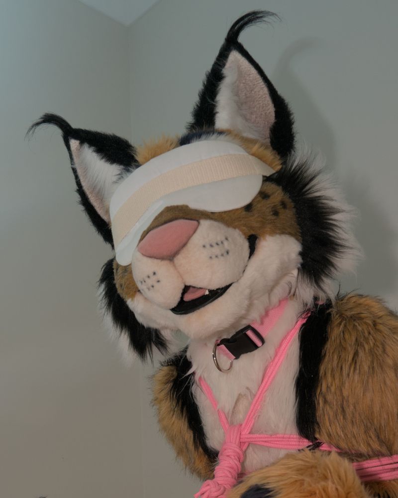 Tied up cat in a pink collar
