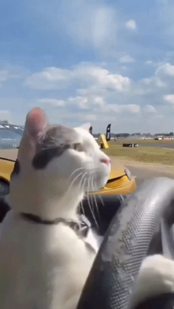 Cat Drift GIF