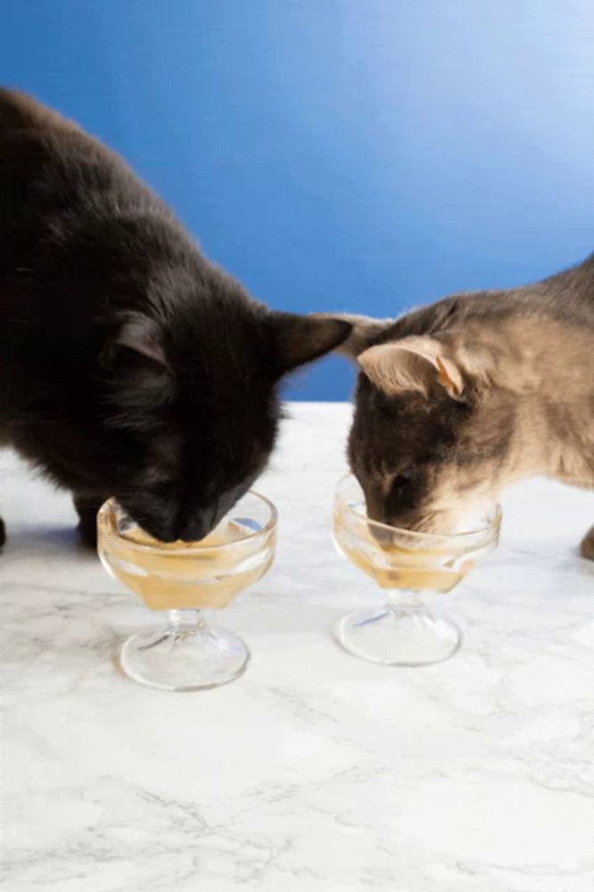 two cats are drinking from a glass on a table