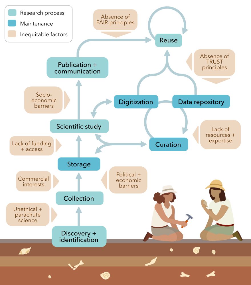 Simplified flowchart illustrating generalised steps in palaeobiological research processes and the various factors that introduce inequity with regard to data collection, storage, study, analysis, publication, and reuse.