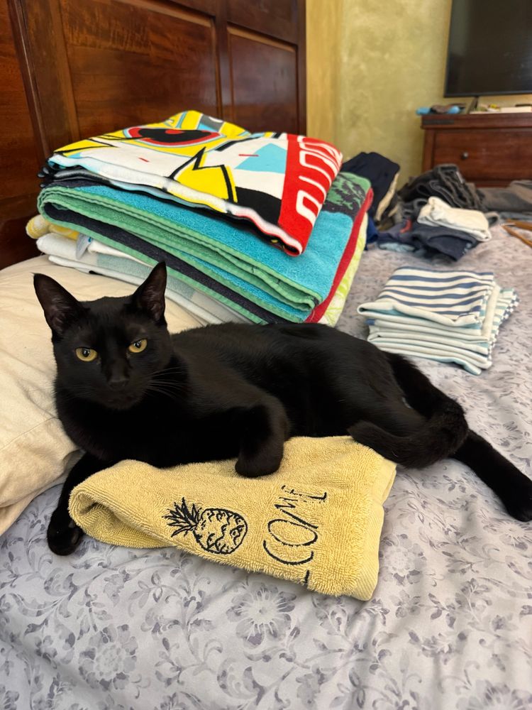 Black cat lying on his side on a yellow folded hand towel on a bed in front of folded towels and other laundry 