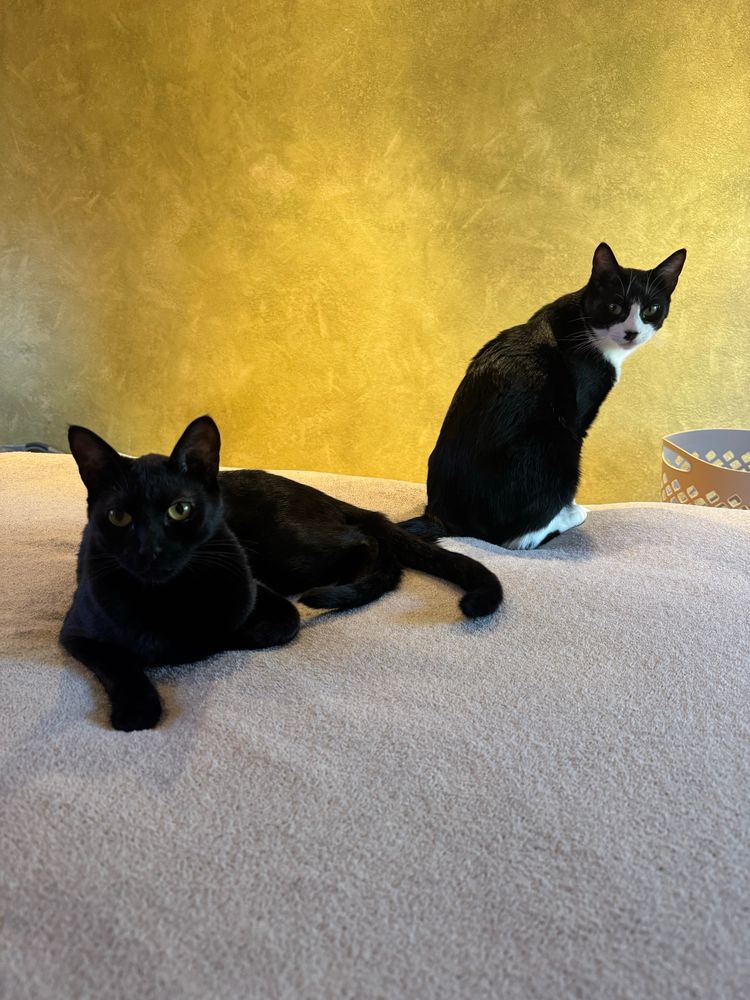 Black cat lounging in front of a sitting tuxedo cat on a bed covered in a gray blanket. The tuxedo cat’s body faces away from the camera as he looks over his shoulder