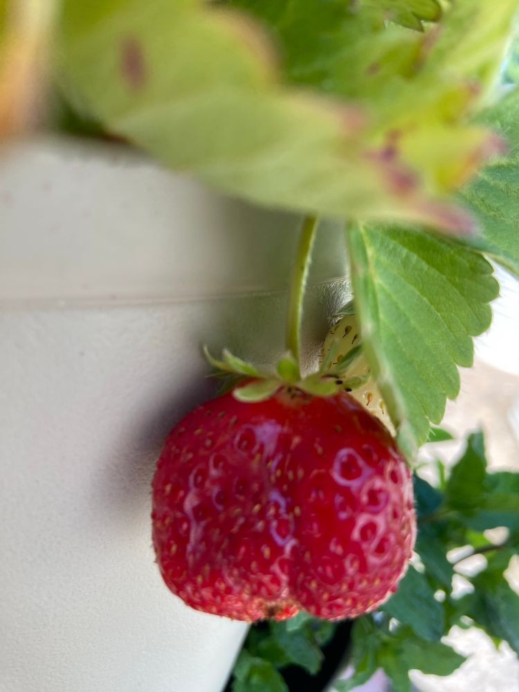 A deep red, bulbous strawberry that I am about to eat!