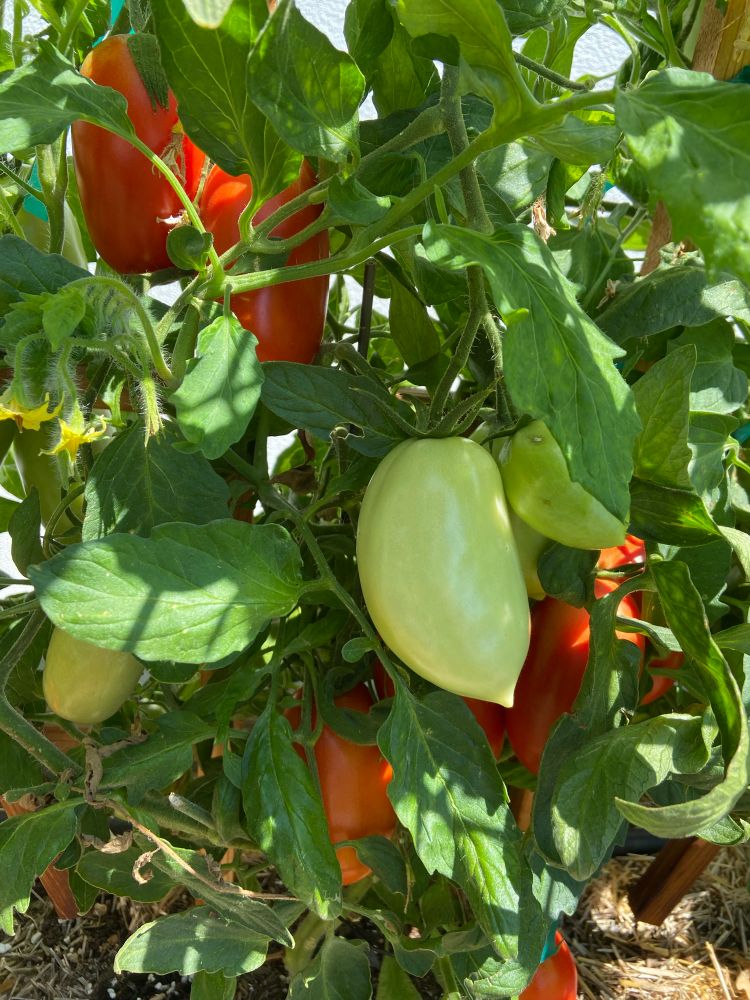 Tomatoes ripening on the vine, some green, some orange, some red!