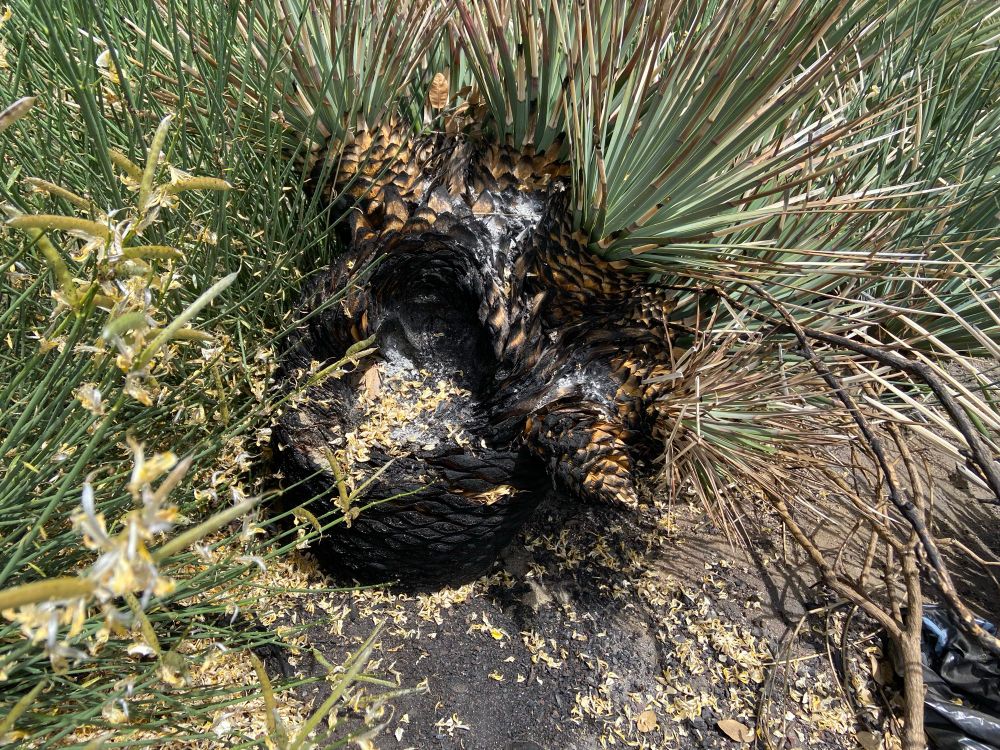 A yucca that burned and blew up in the fire 