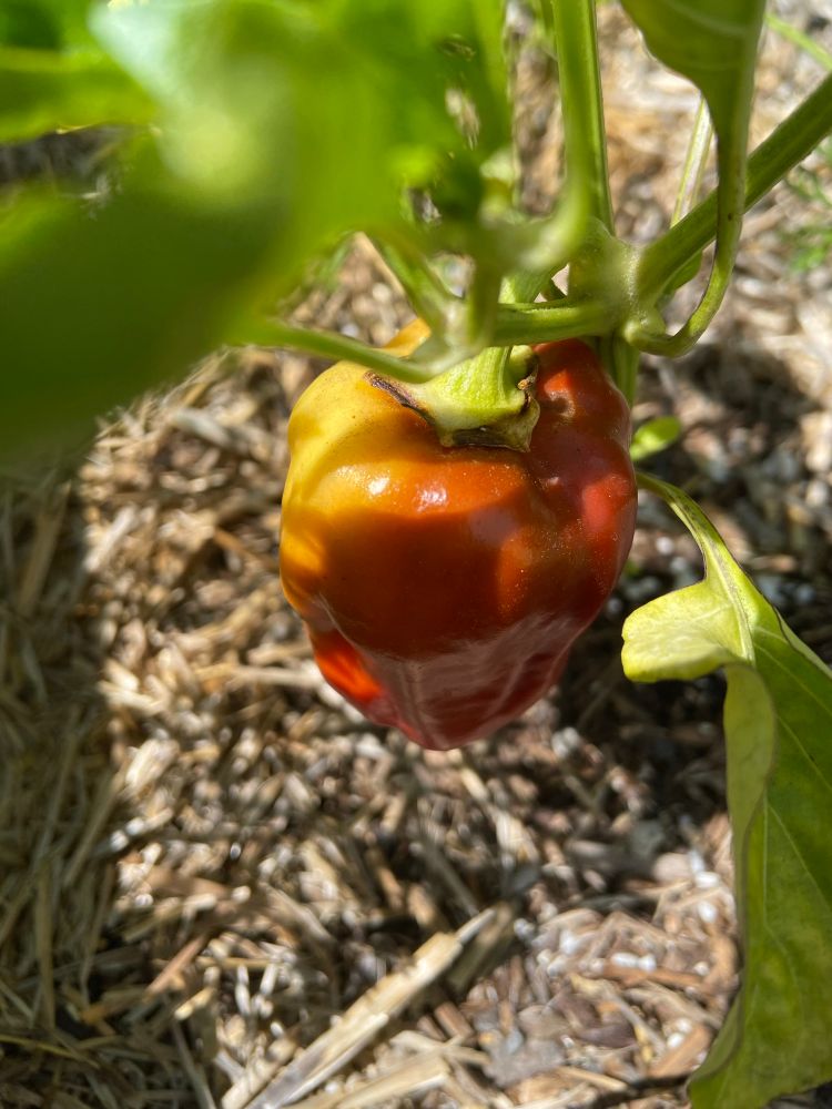 A pepper ripening in the Sun. It’s red and yellow and orange!
