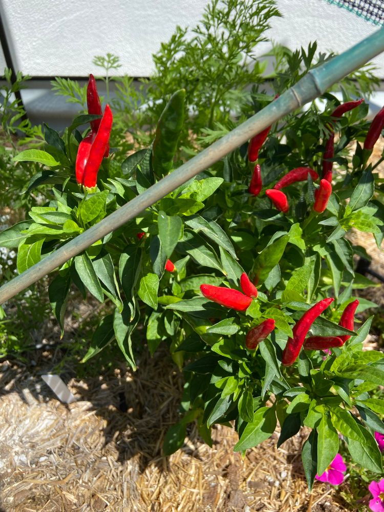 Thai chili peppers sunbathing, they love this shit!