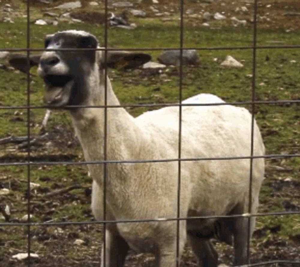 a sheep behind a wire fence with its tongue out