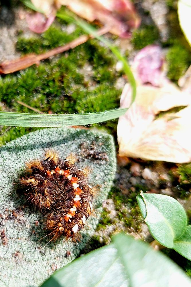 Eine zusammengerollte Raupe mit brauner Grundfarbe. Seitlich verlaufen rote und weiße Flecken im Wechsel. Durch die Haarbüschel am Körper wirkt sie stachelig.  Sie liegt auf einem ovalen Blatt am Boden. 