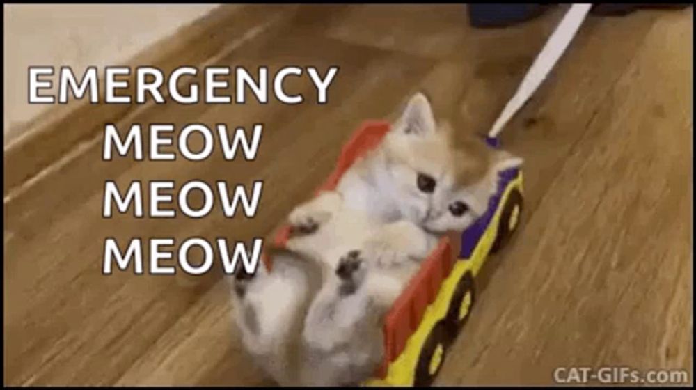 a kitten is being pulled by a toy truck .