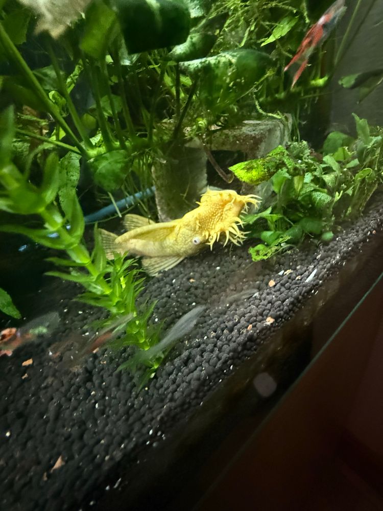 An albino bristle nosed Pleco catfish laying on his back. He is yellow not white even though he has no pigment. He is surrounded by plants in his aquarium. 