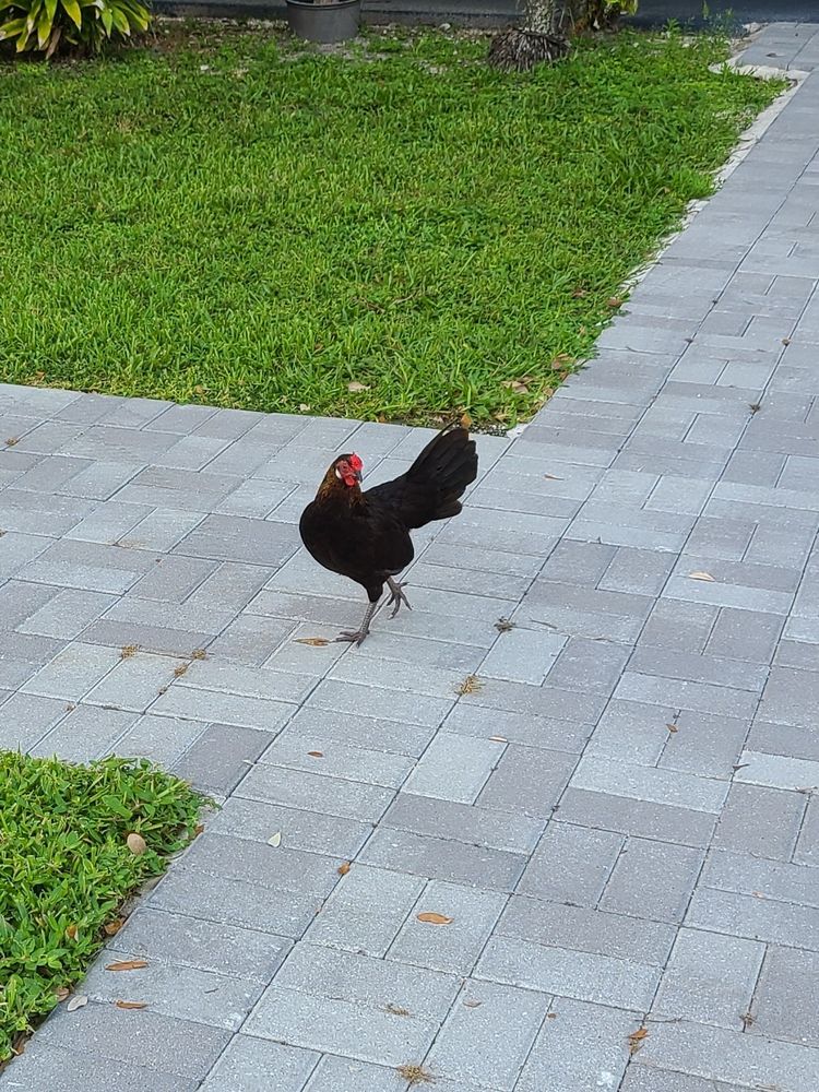 A chicken waving goodbye on a walkway