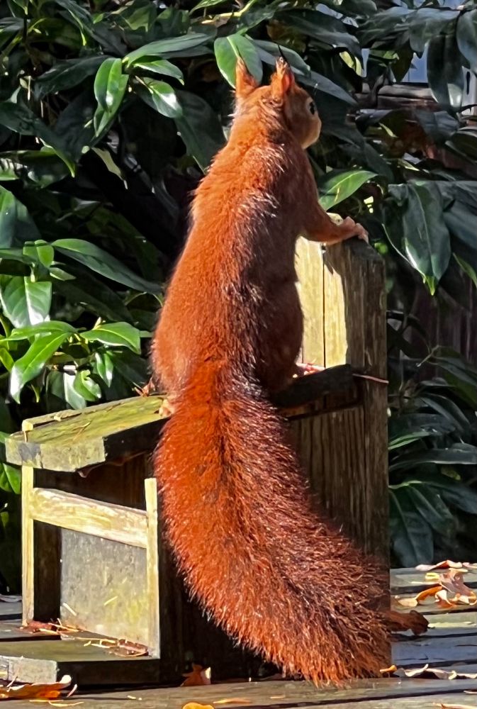 Eekhoorn zit in de zon op een voederhuisje. Door de zon kleurt hij of zij prachtig roodbruin. Dit exemplaar heeft een enorm fraaie dikke staart. 