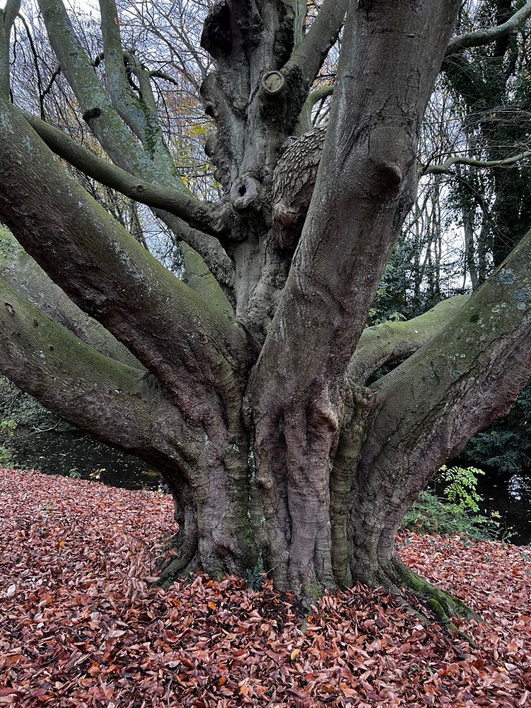 De imposante stam en onderste takken van een oude beuk. De grond rondom de beuk is bedekt met afgevallen bladeren. 