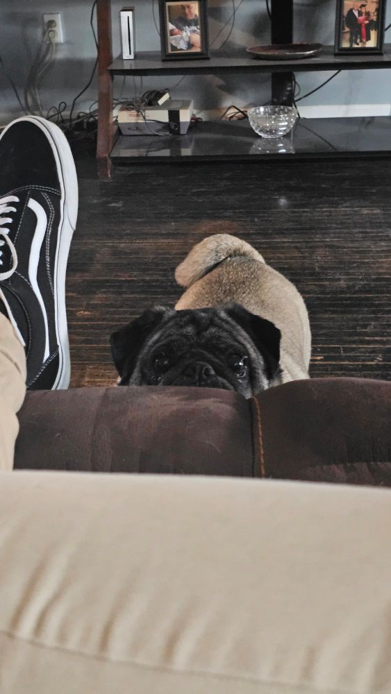 A picture of a fawn pug peeking over the foot rest of a recliner chair to look directly at the camera 