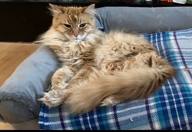 Orange Cosmo cat modeling his new bed 
