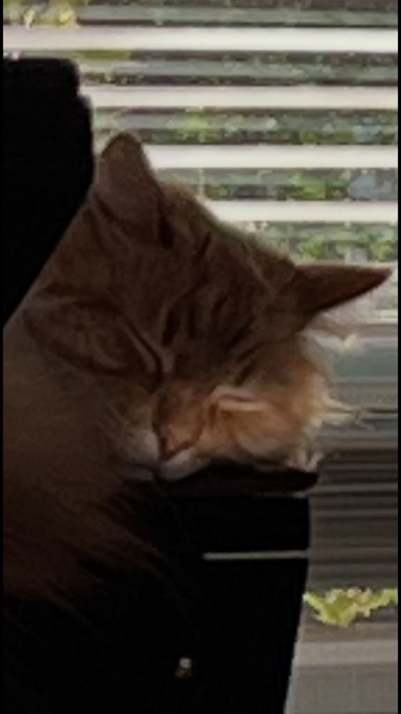 Orange Cosmo cat napping on his cat tower perch with a window behind him  