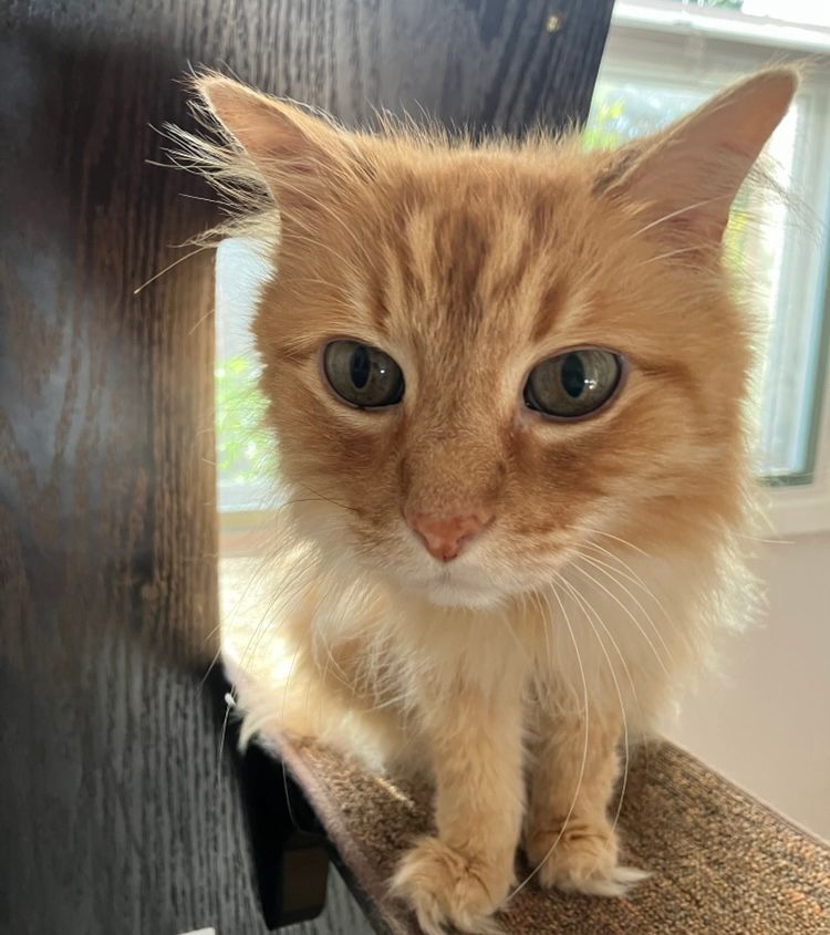 Orange cat on cat tower about to dismount and appearing to disapprove of photographer 