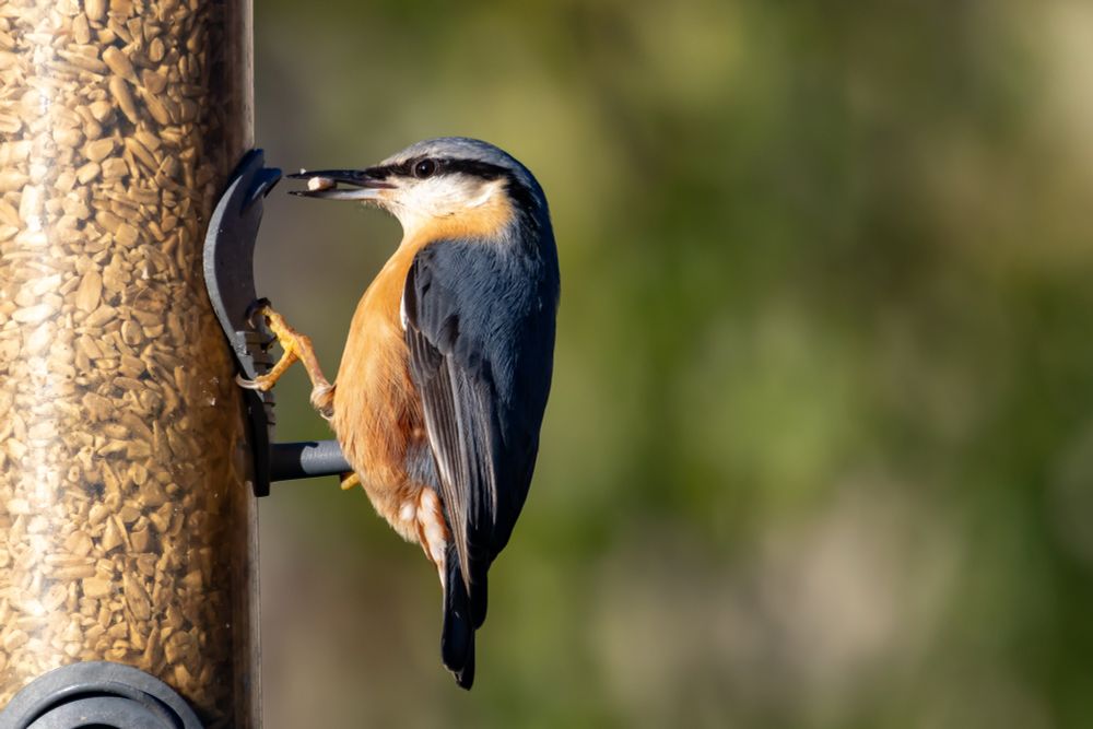 Nuthatch (Sitta europaea) at a bird feeder. It is holding a seed in its beak