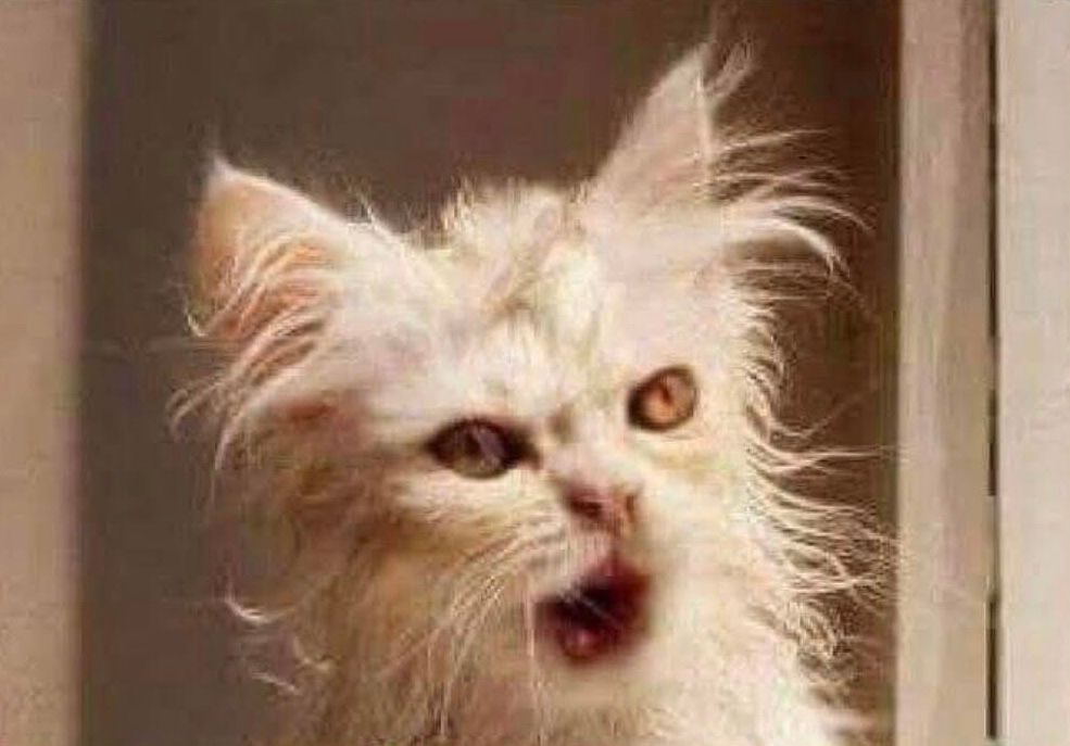 Surprised-looking cat