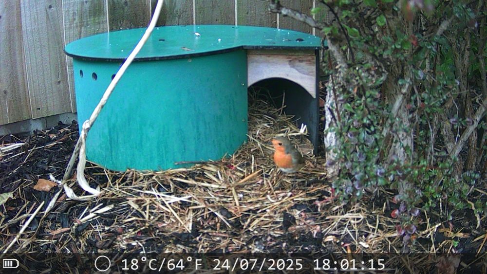 European Robin standing outside the hedgehog box