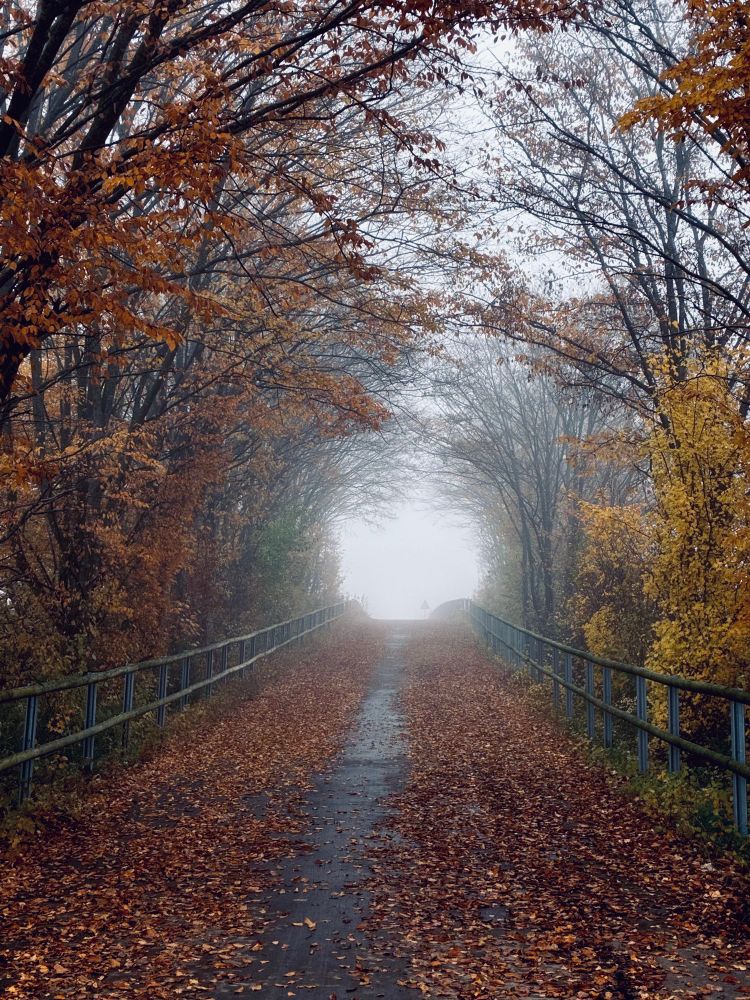 Eine herbstliche, baumunsäumte landwirtschaftliche Brücke. 