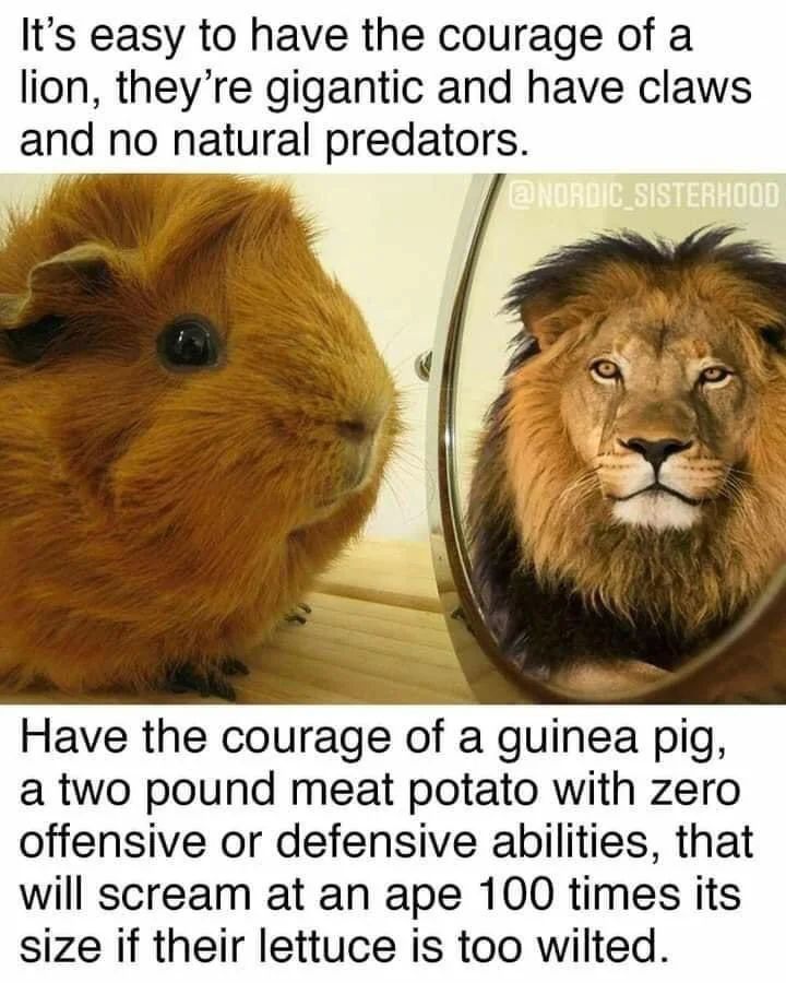 Guinea pig courage vs a lion.