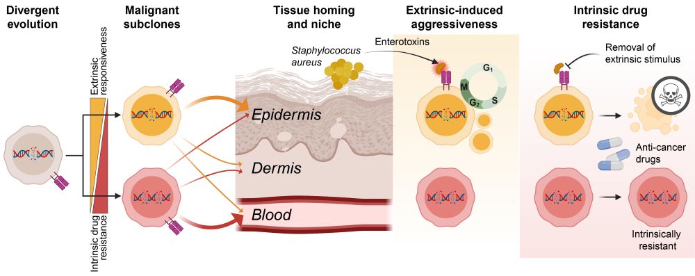 Schematic figure showing divergent evolution of malignant subclones and how they migrate to different tissue compartments (blood vs skin), respond differently to extrinsic stimuli such as Staphylococcus aureus enterotoxins, and how subclones differ in their intrinsic resistance to anti-cancer drugs.