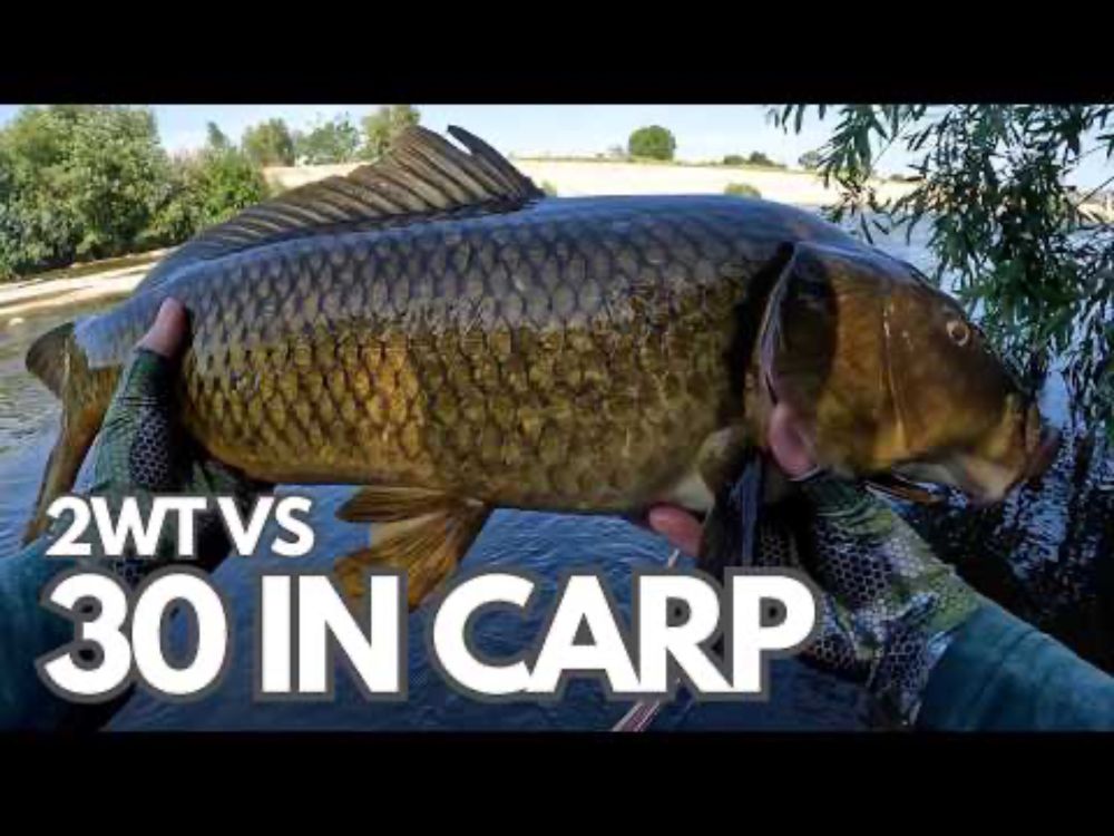 Massive 30" Carp vs. 2wt Fly Rod: This Should Have Been IMPOSSIBLE!!! Fly Fishing for Carp & Catfish