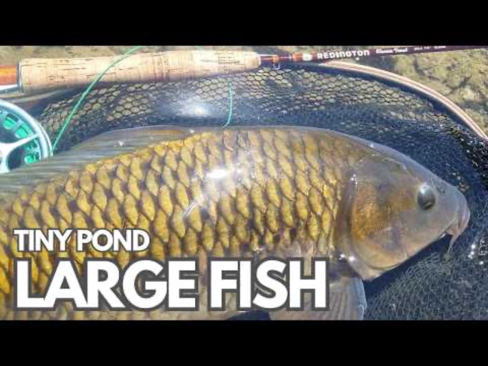 Tiny Pond, BIG Surprise! This Place is UNREAL!! 22" CARP in SMALL Shallow Pond with STUNNING views!