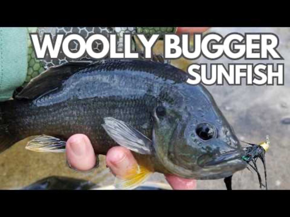 Creek Fishing for Green Sunfish: Woolly Bugger works like MAGIC!! (PLUS Surprise BASS!)