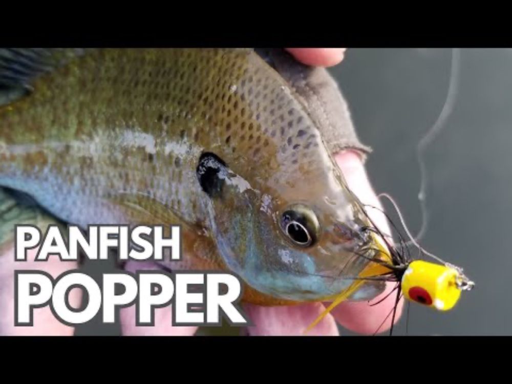 Tiny Flies, BIG Explosions! Bluegill Absolutely DESTROY These Poppers!! (Plus 16" Surprise Bass!)