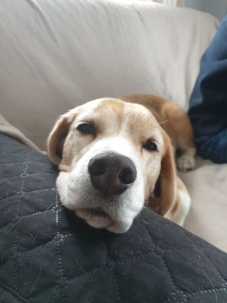 Beagle Nasenfoto