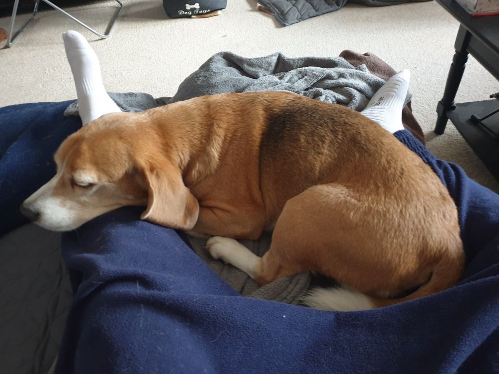 Hund hat sich auf dem Sofa zwischen meinen Beinen zusammengerollt und schläft.