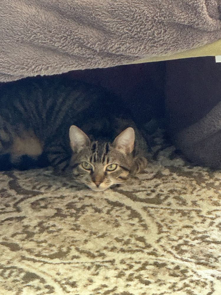 tabby cat curled up on the carpet