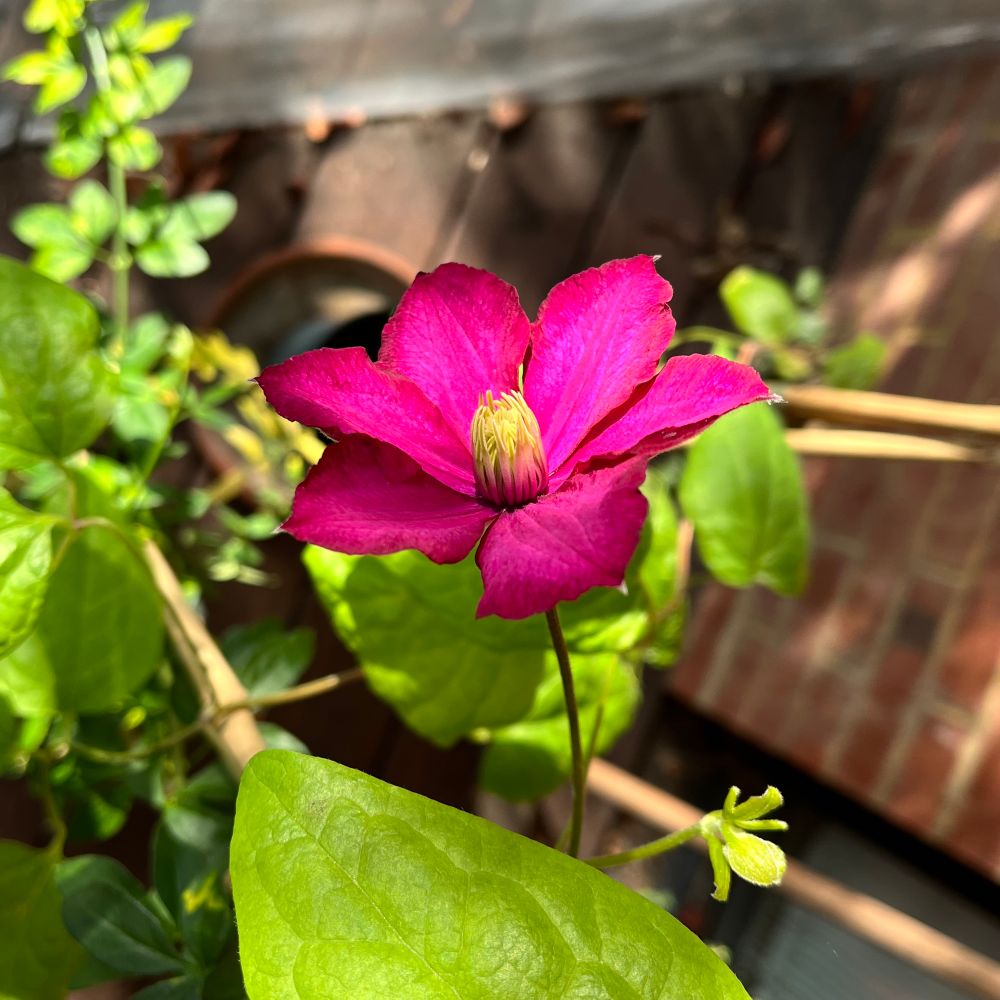 Photo of a clematis flower, consisting of six large purple petals surrounded a dense centre of yellow anthers
