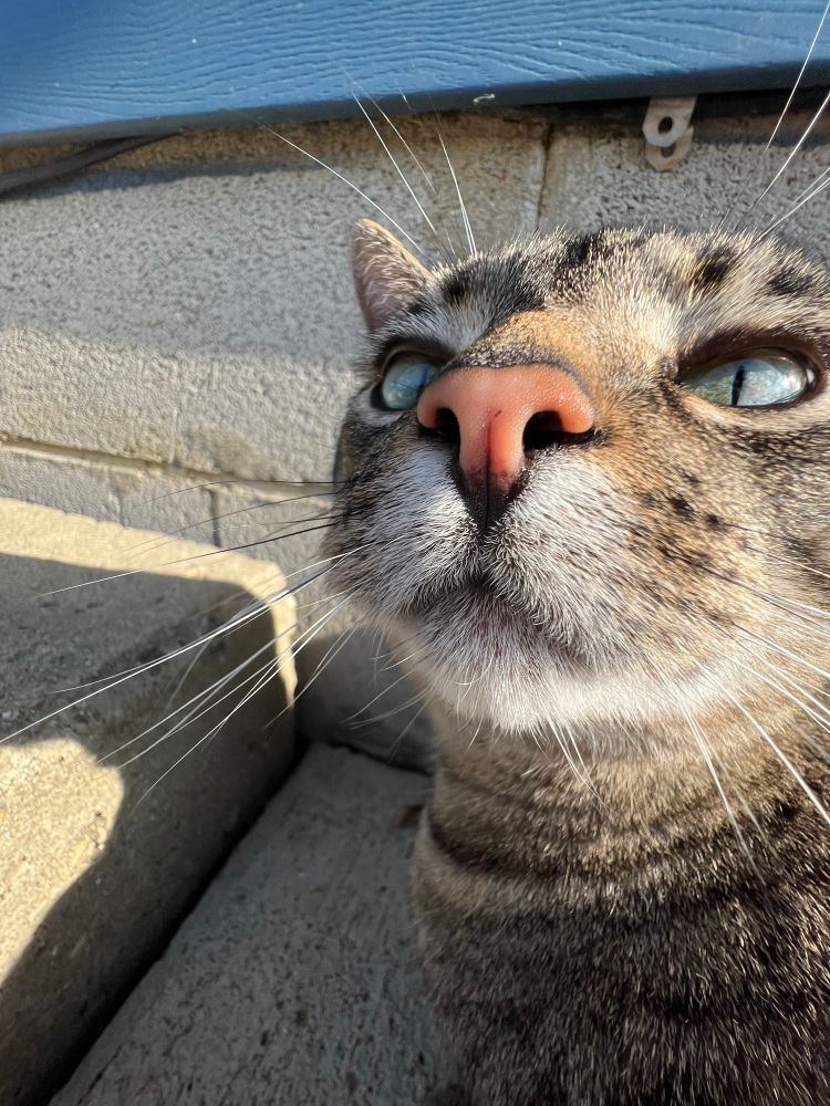 Moe sniffin the camera